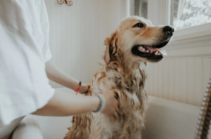 dog bathe