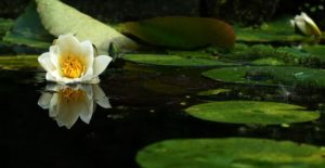 water