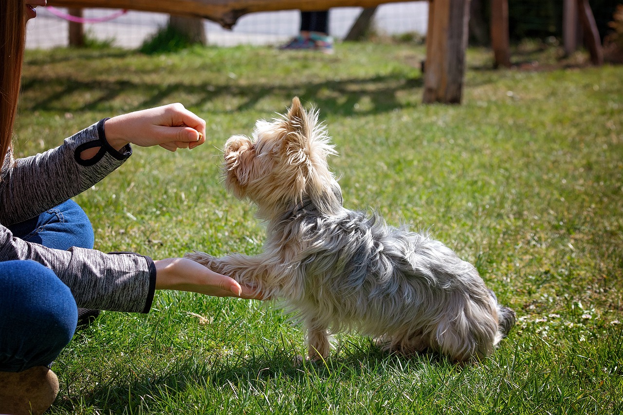 dog